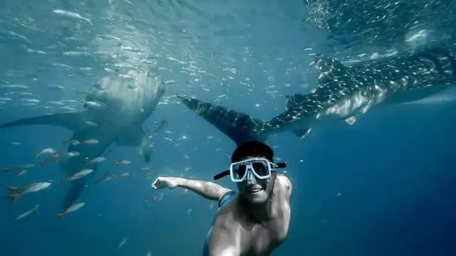 swim-with-sharks - JJ Travel Associates - Best Travel Agents in NJ Man swimming underwater with whale sharks in Cancun